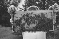 black and white photo of a beekeeper holding up a frame of bees