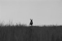 a black and white photo of a deer standing in a field